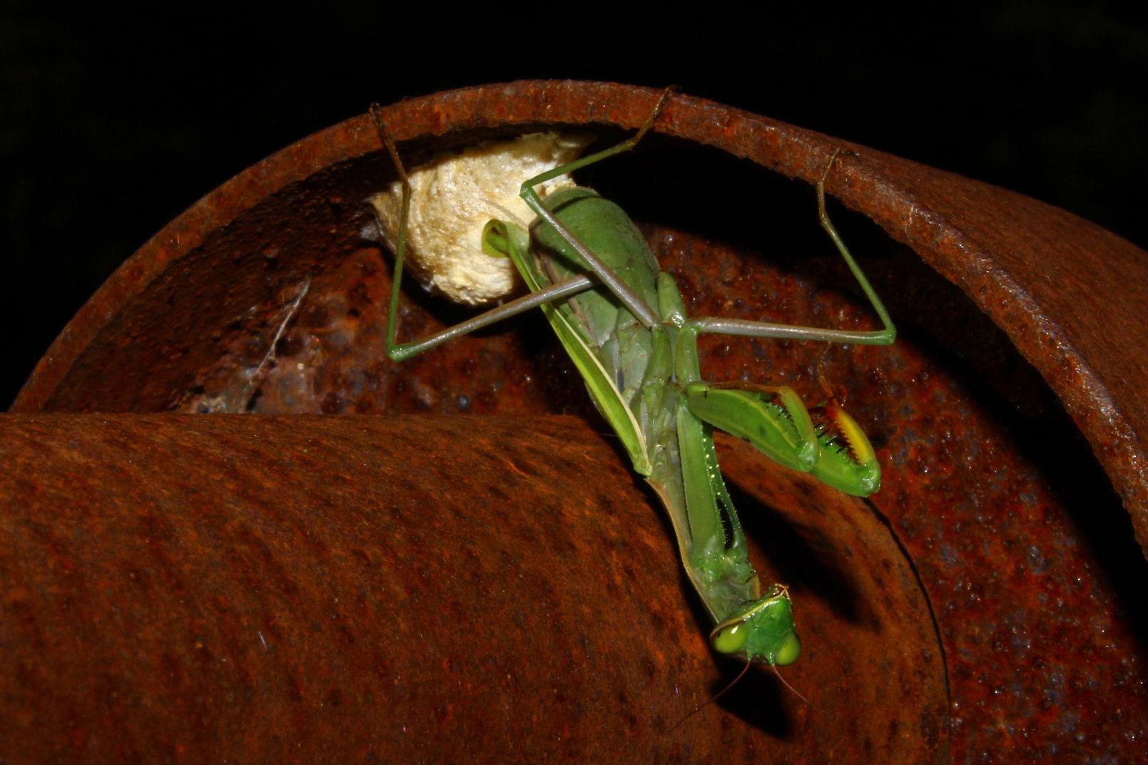 Mantis religiosa in deposizione