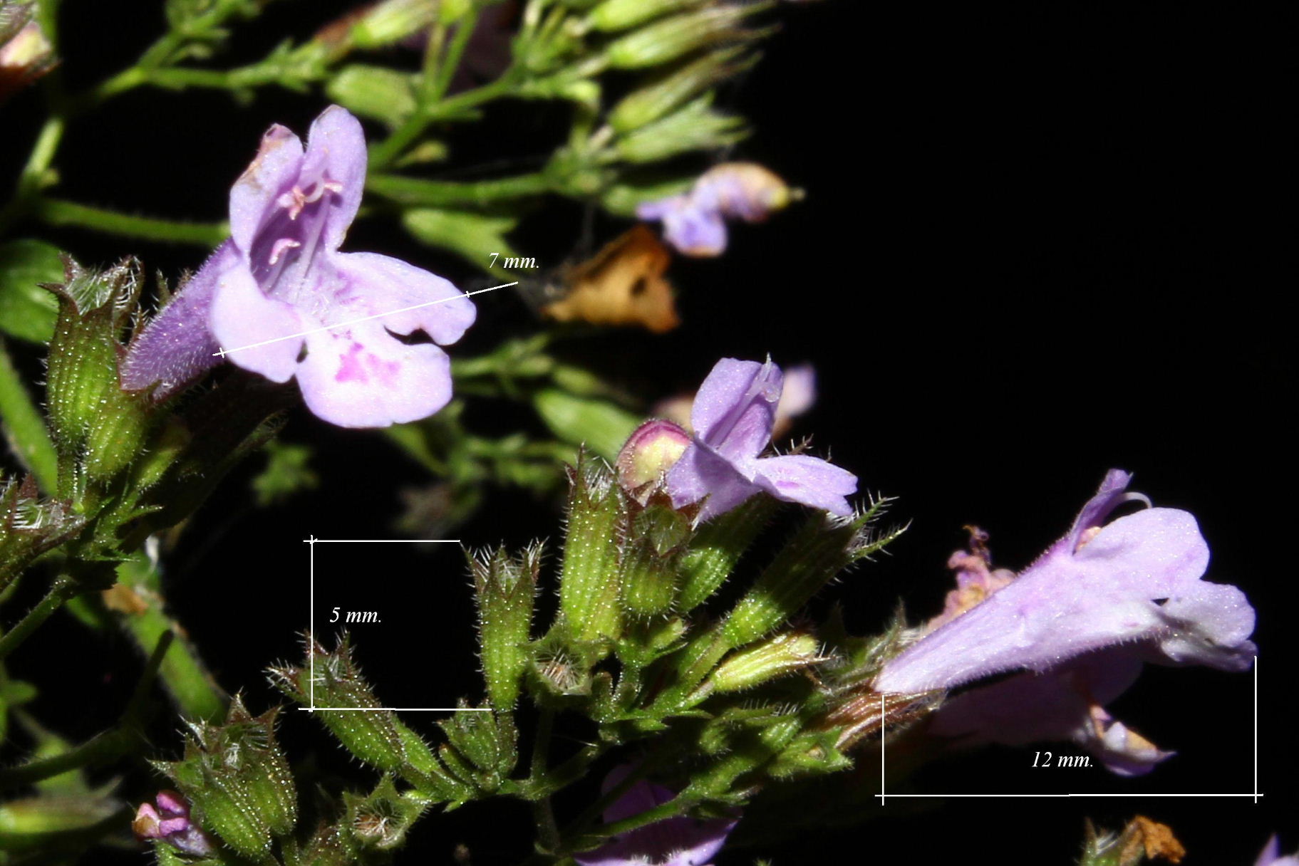 Lamiacea - Clinopodium nepeta