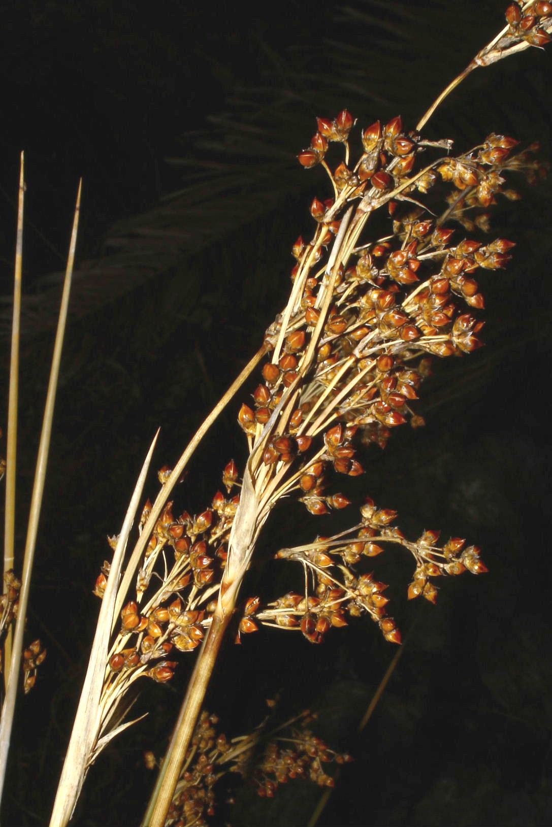 Juncus da determinare