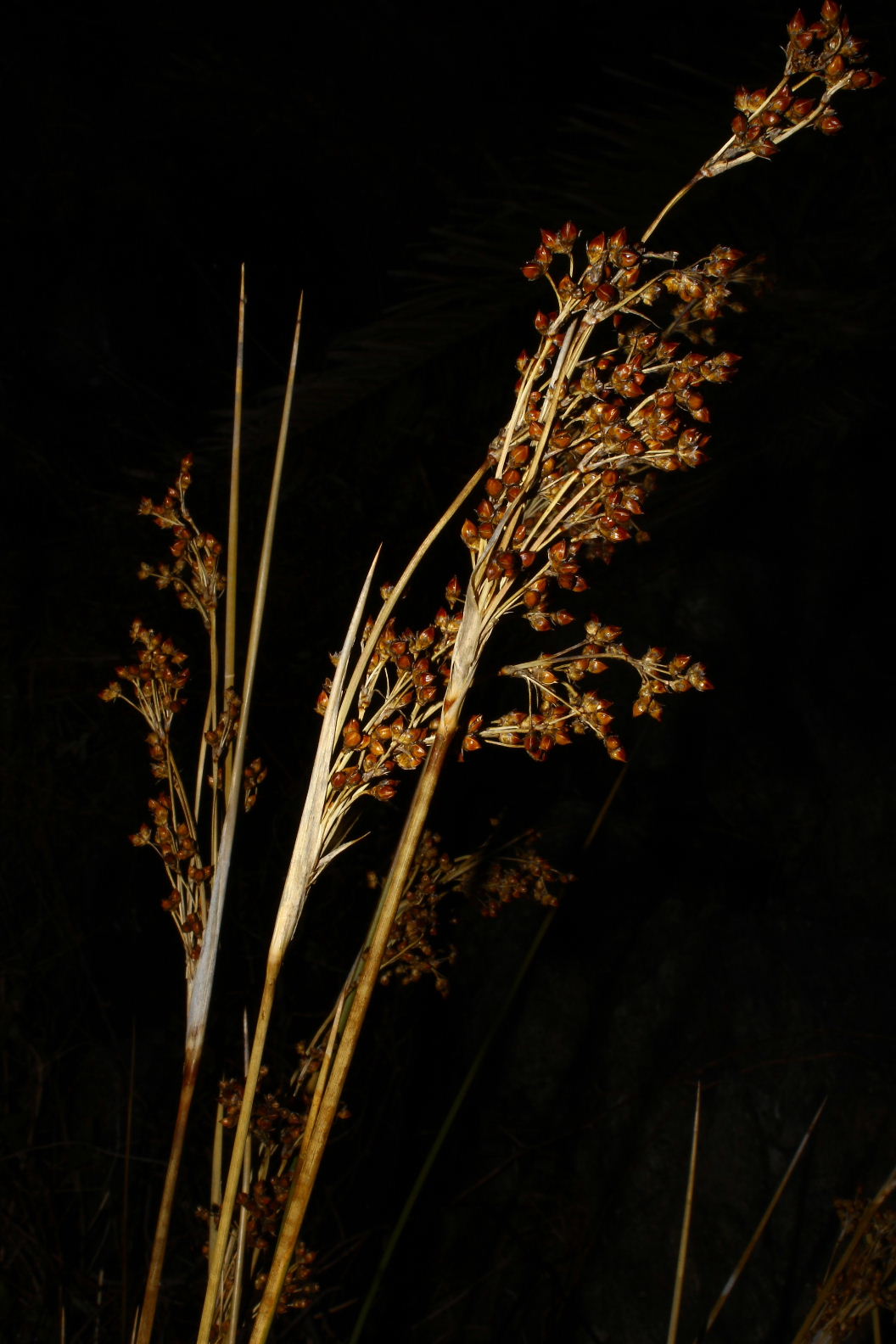Juncus da determinare