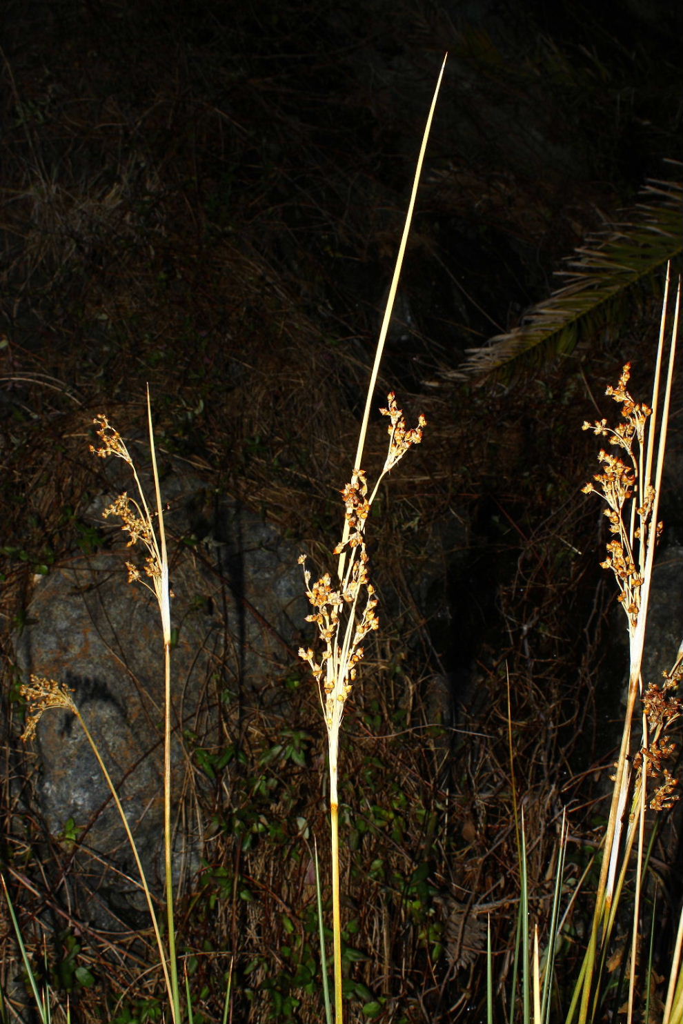 Juncus da determinare