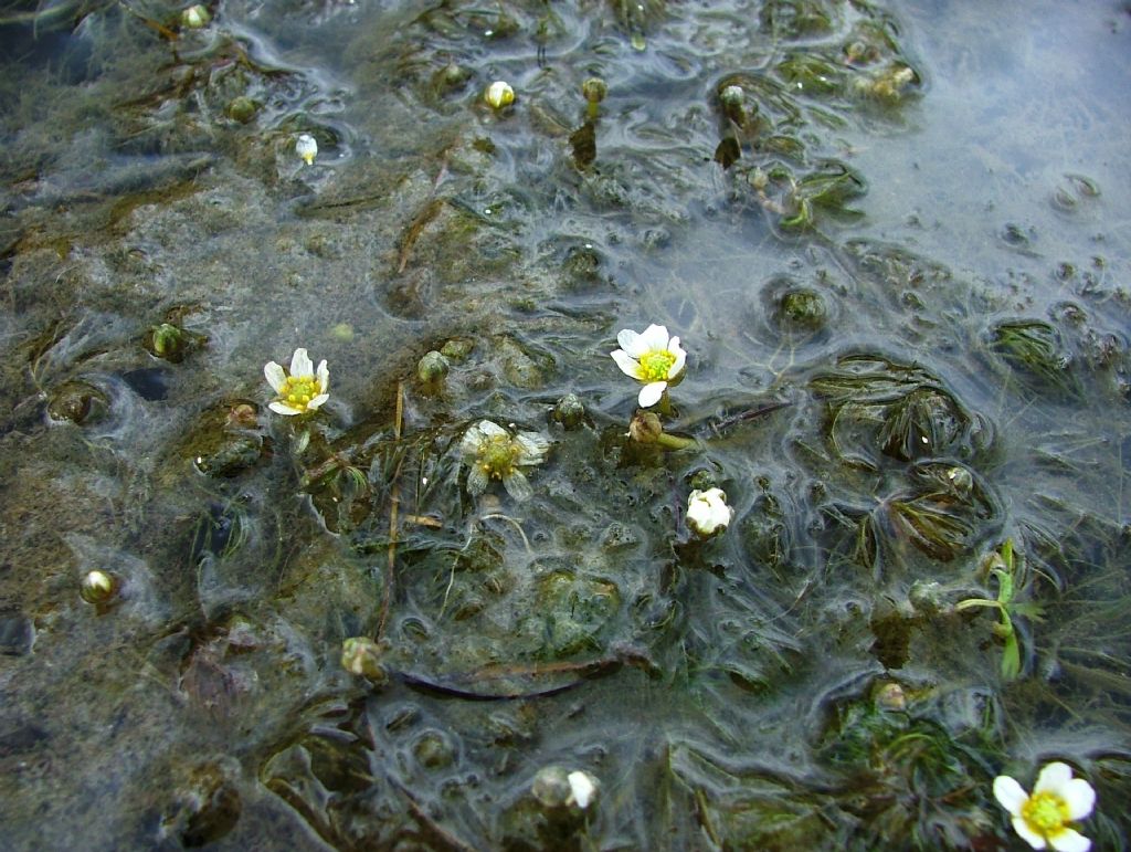 Ranunculus da determinare-3
