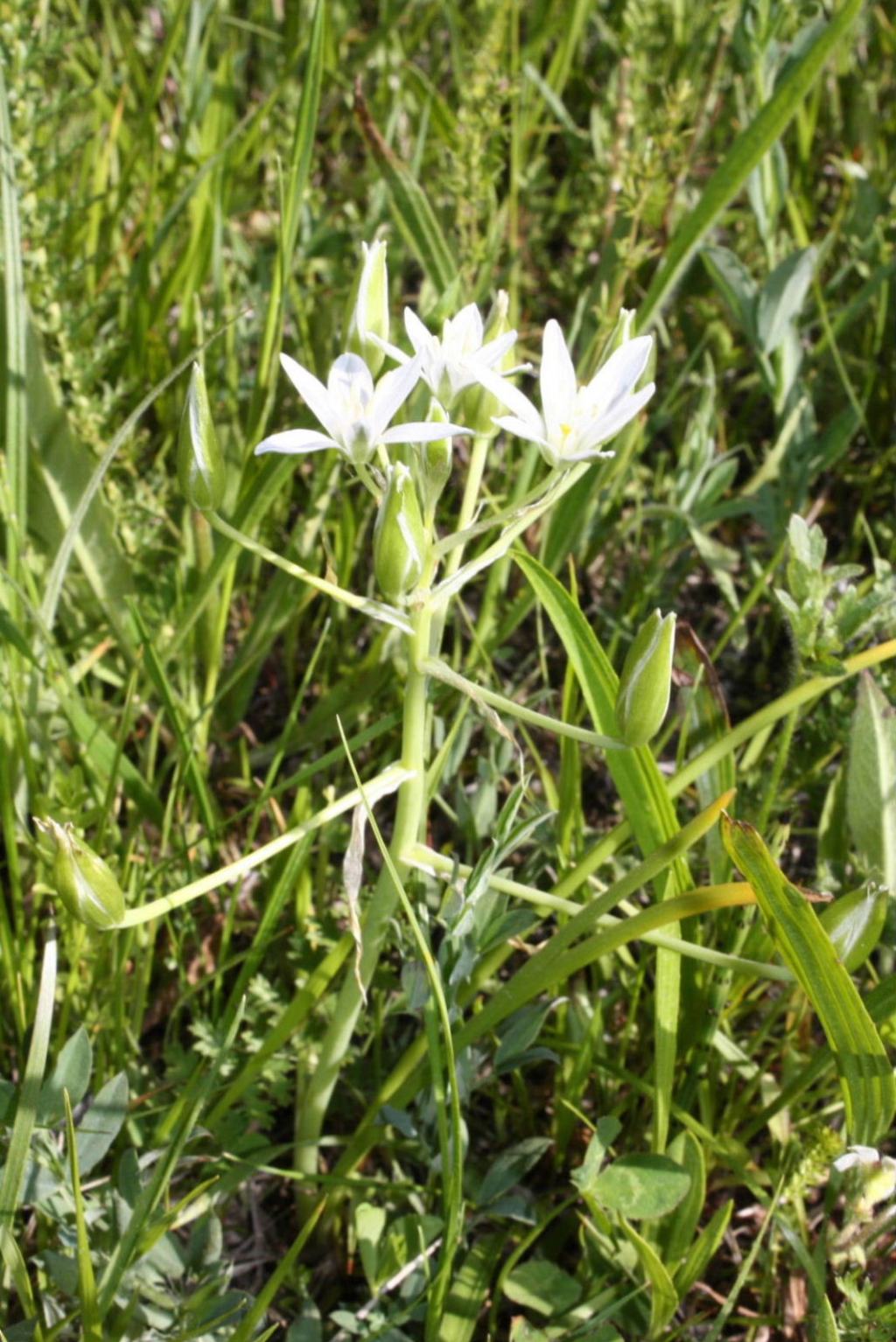 Ornithogalum divergens / Latte di gallina divergente