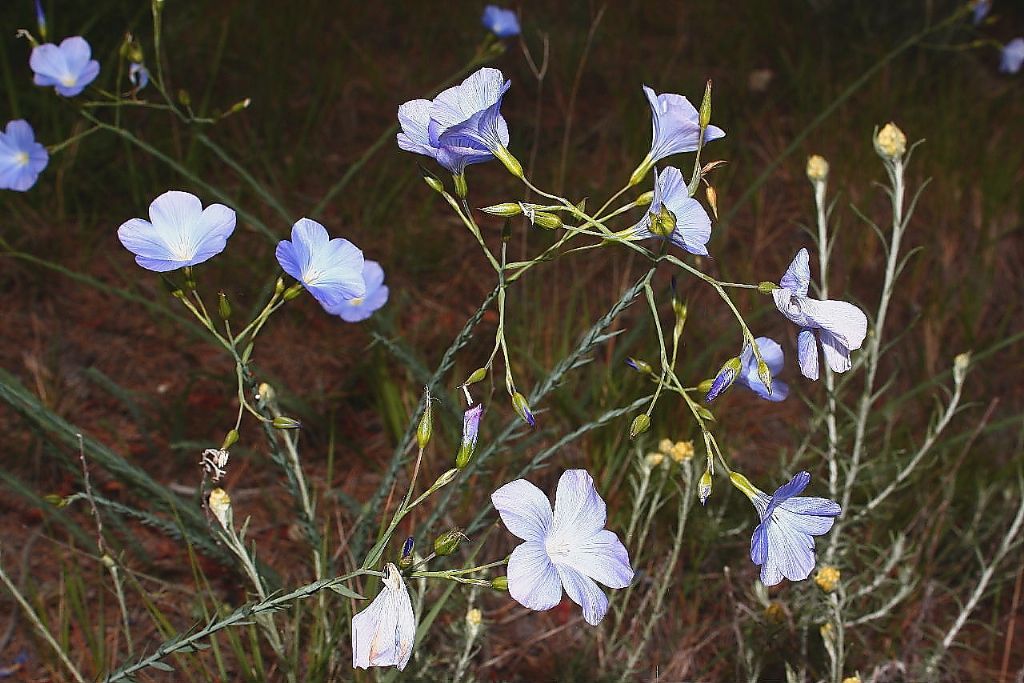 Linum narbonense / Lino lesinino