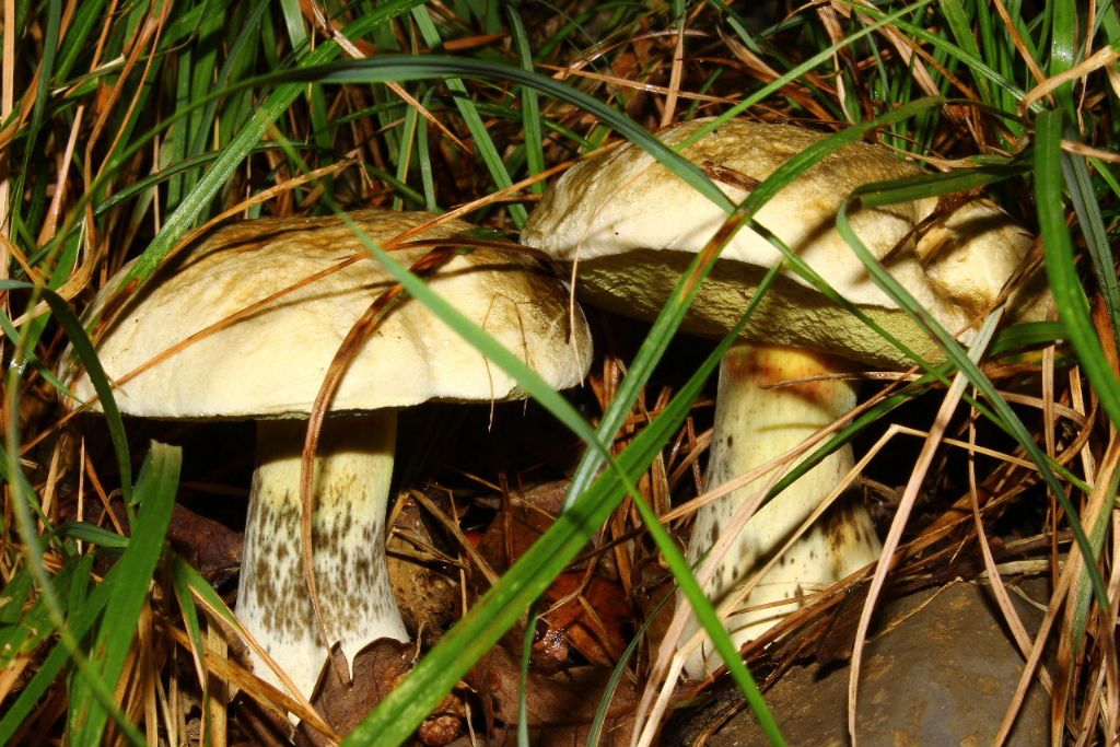 Boletus da determinare -4