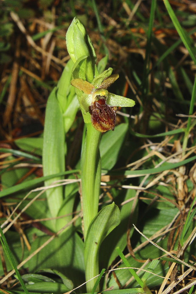 Ophrys massiliensis Viglione & Vla