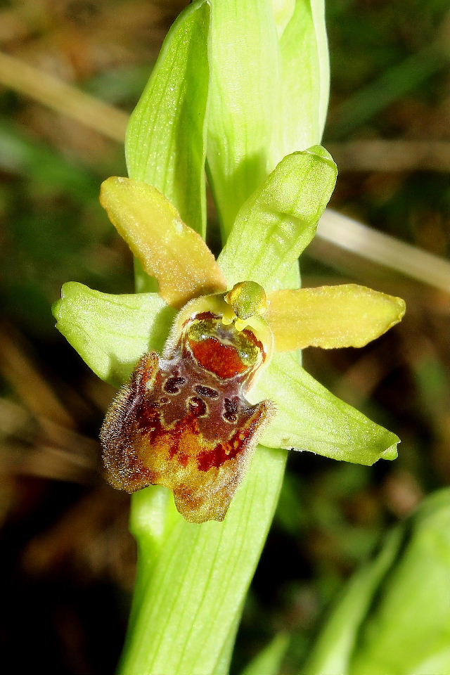 Ophrys massiliensis Viglione & Vla