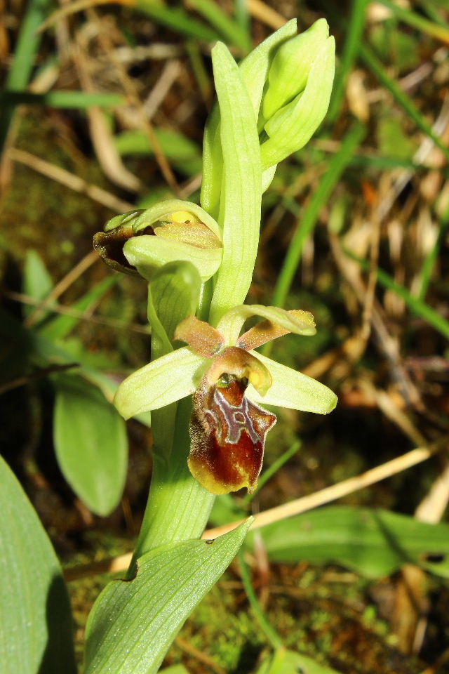 Ophrys massiliensis Viglione & Vla