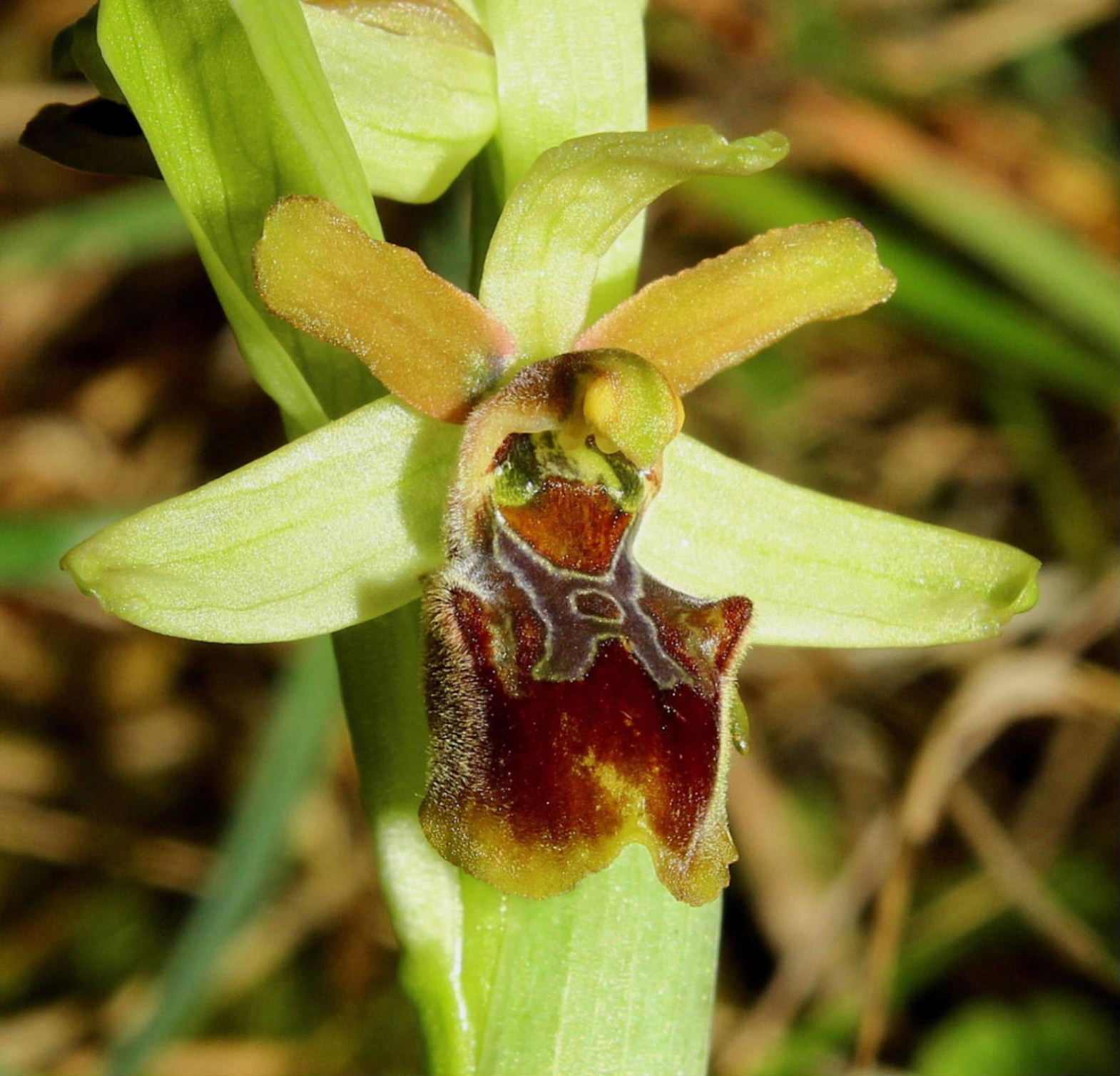 Ophrys massiliensis Viglione & Vla