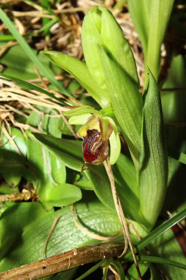 Ophrys massiliensis Viglione & Vla