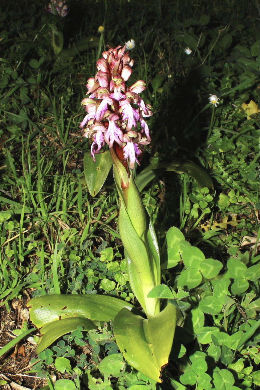 Le ultime arrivate tra le piante gi� fiorite