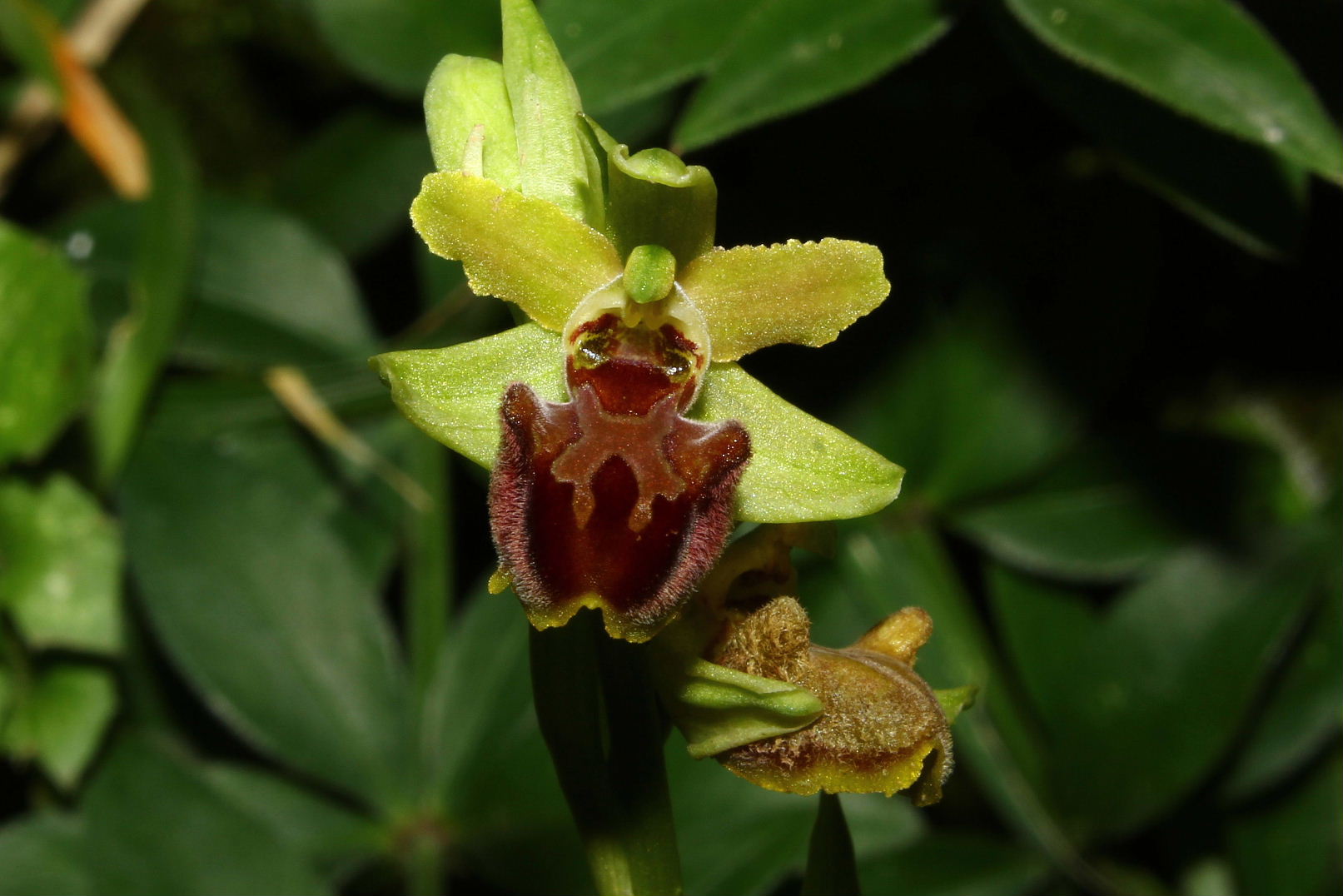 Le ultime arrivate tra le piante gi� fiorite