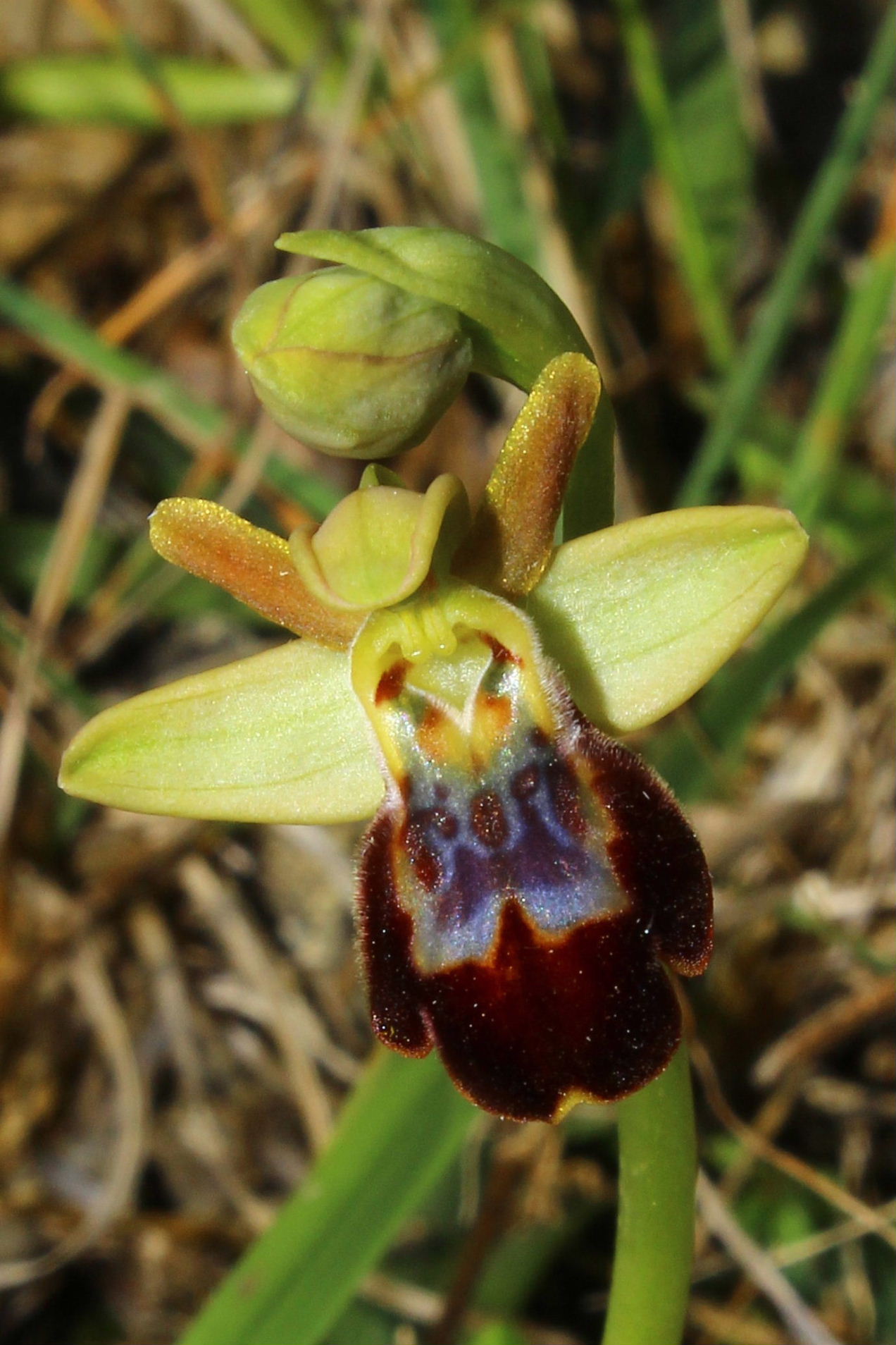 Ibrido di O.forestieri x O. arachnitiformis