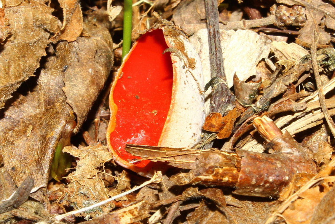 Fungo da determinare-4