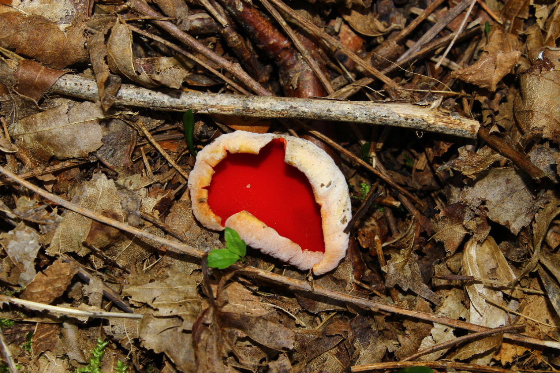 Fungo da determinare-4