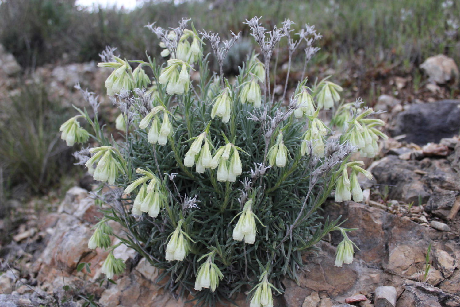Onosma echioides / Viperina comune