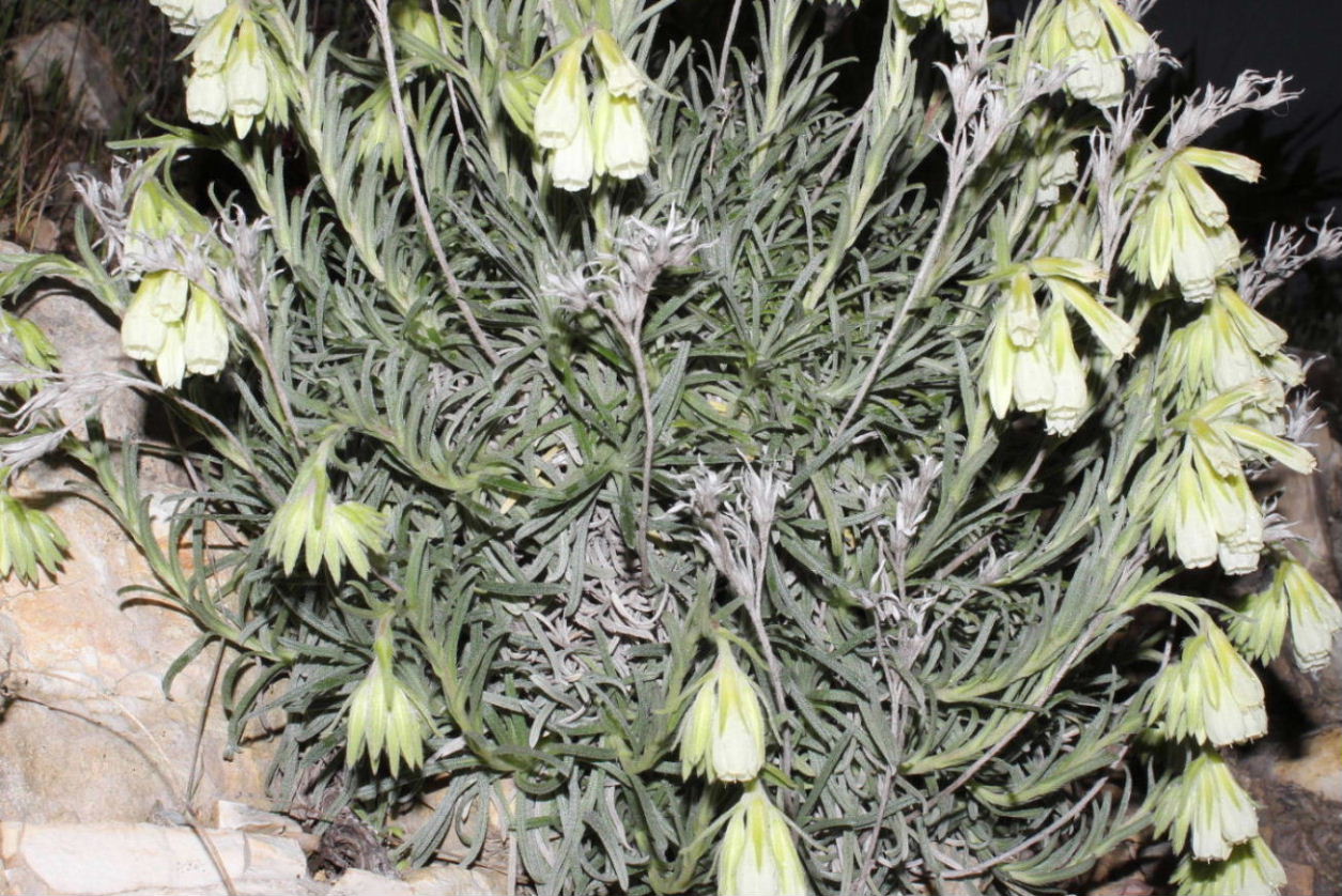 Onosma echioides / Viperina comune
