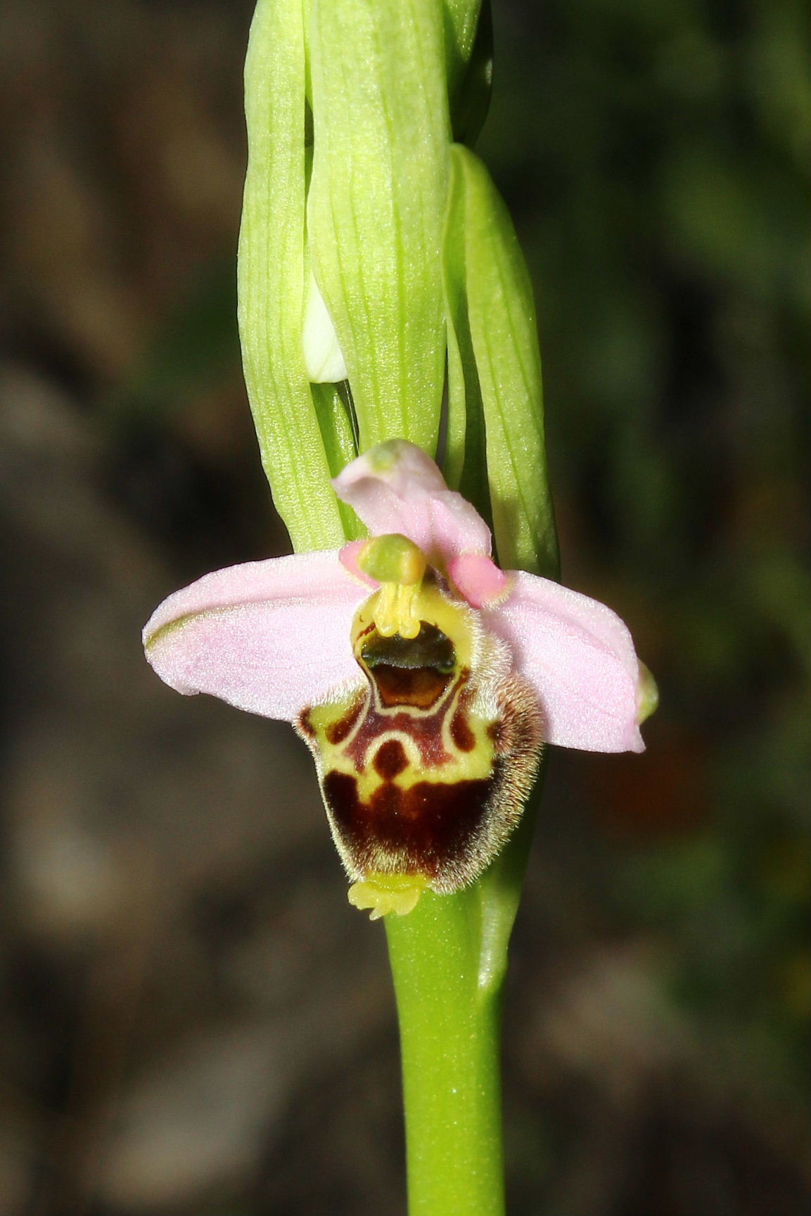 Ophrys tetraloniae / Ofride Tetralonia