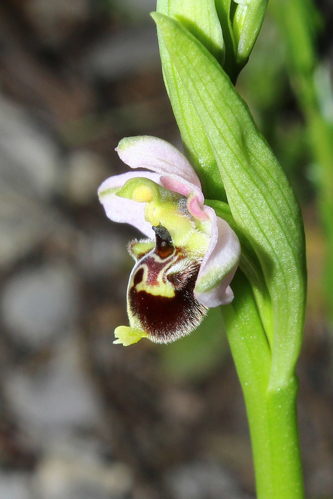 Ophrys tetraloniae / Ofride Tetralonia