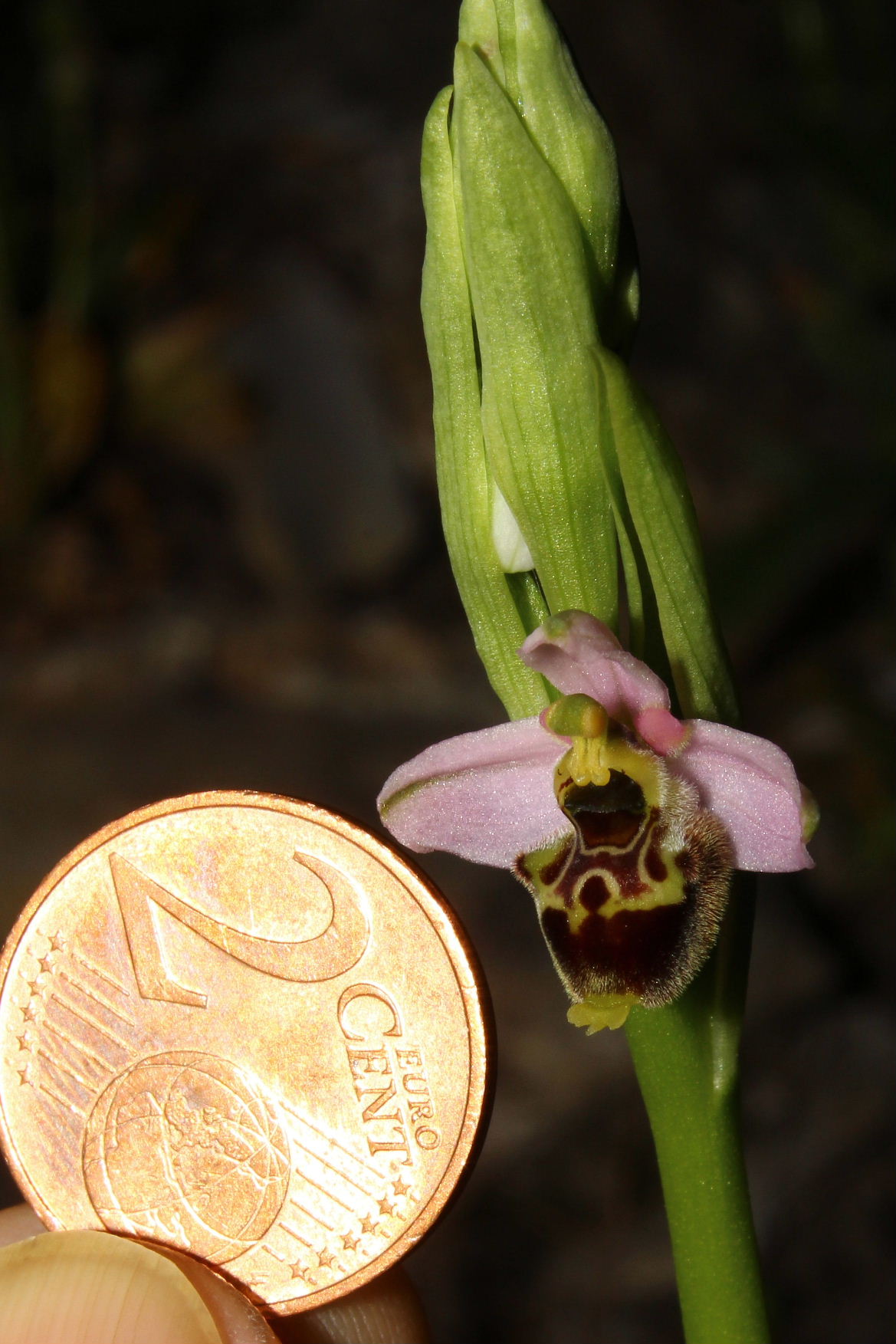 Ophrys tetraloniae / Ofride Tetralonia