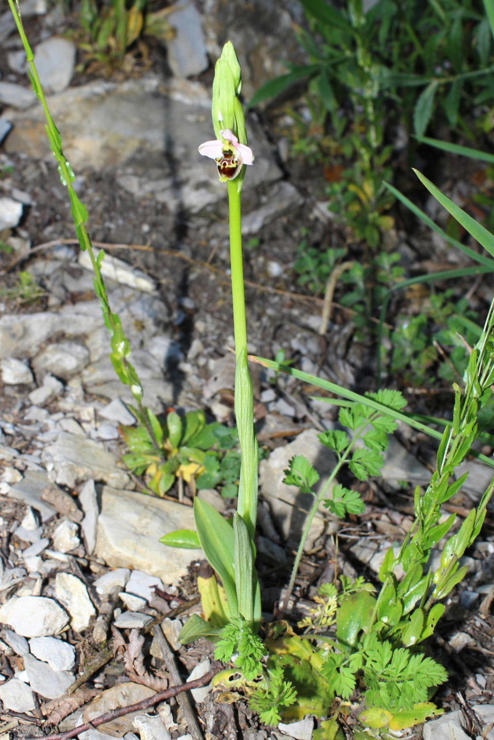 Ophrys tetraloniae / Ofride Tetralonia