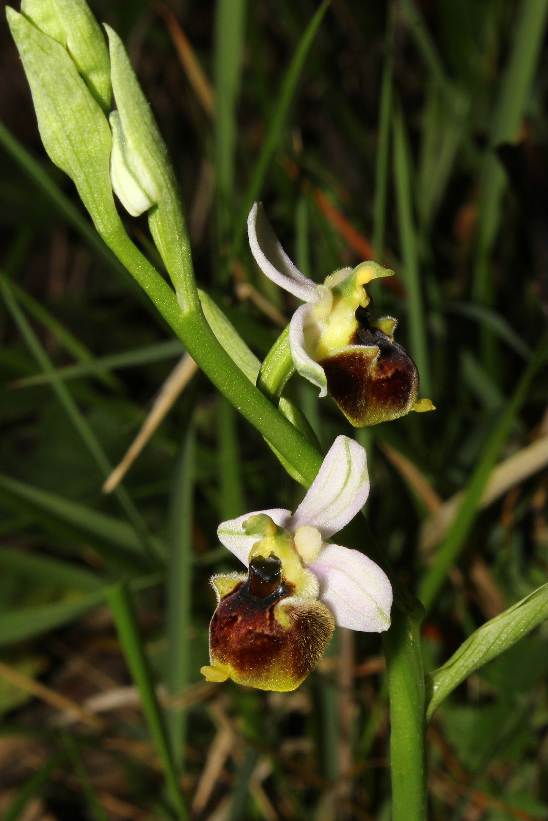 Ophrys tetraloniae / Ofride Tetralonia