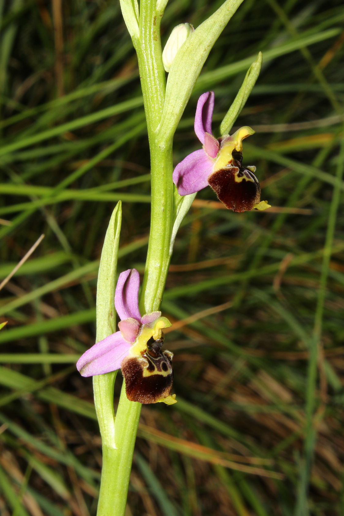 Ophrys tetraloniae / Ofride Tetralonia