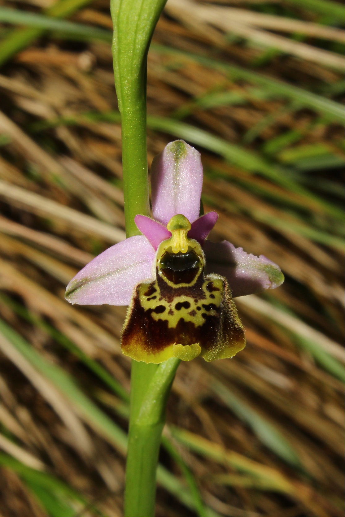 Ophrys tetraloniae / Ofride Tetralonia