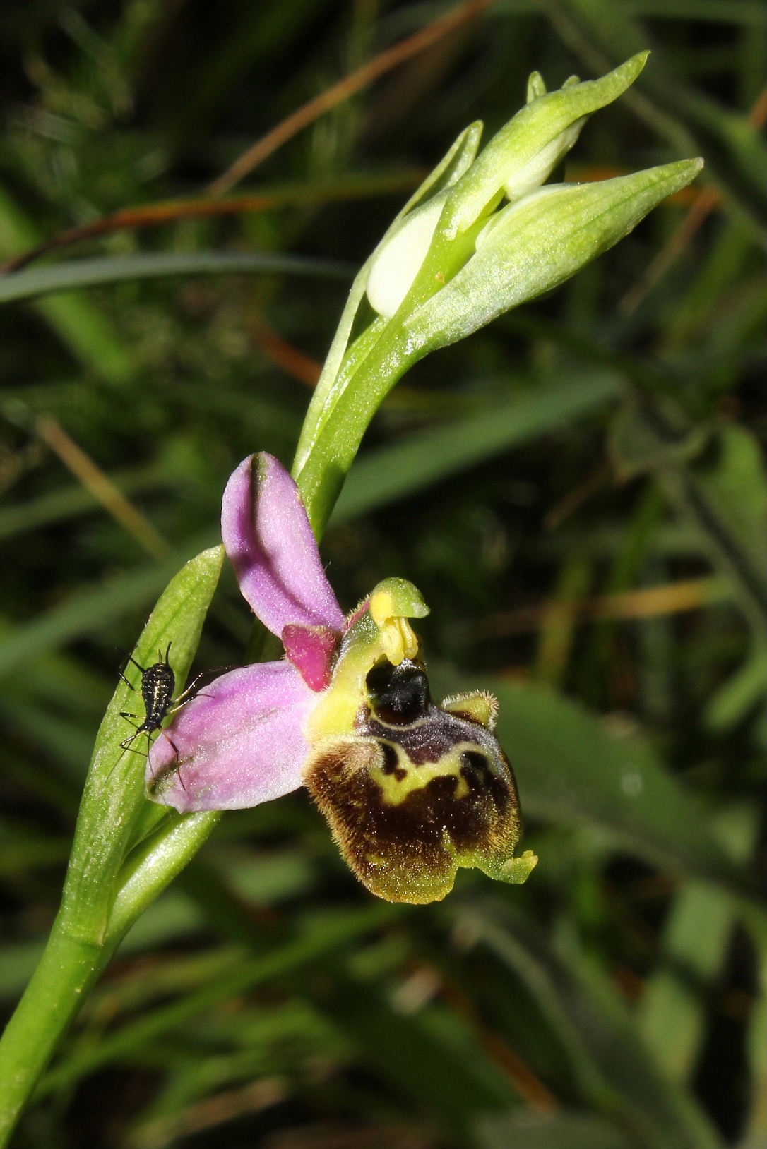 Ophrys tetraloniae / Ofride Tetralonia