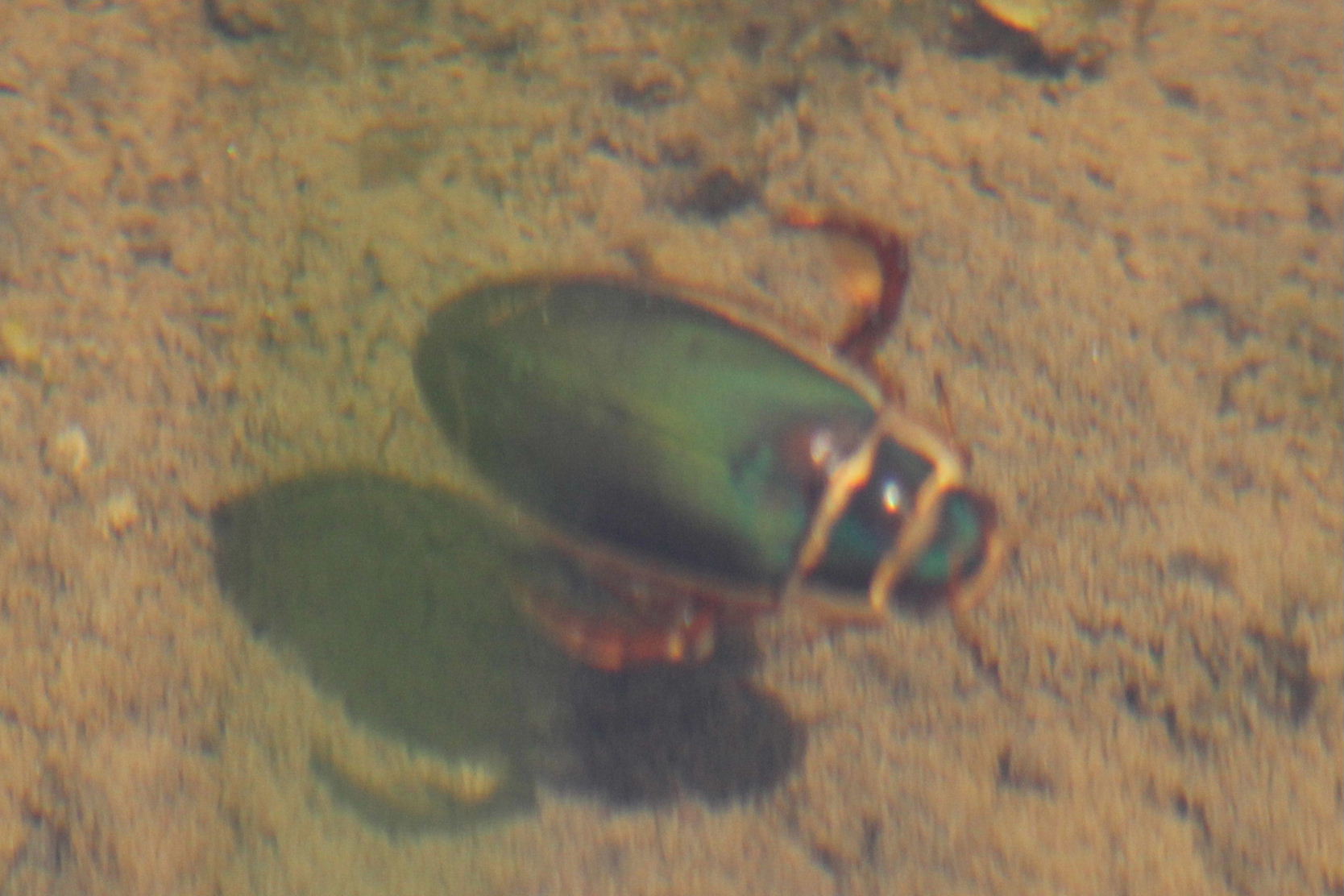 Dytiscus marginalis marginalis, Dytiscidae