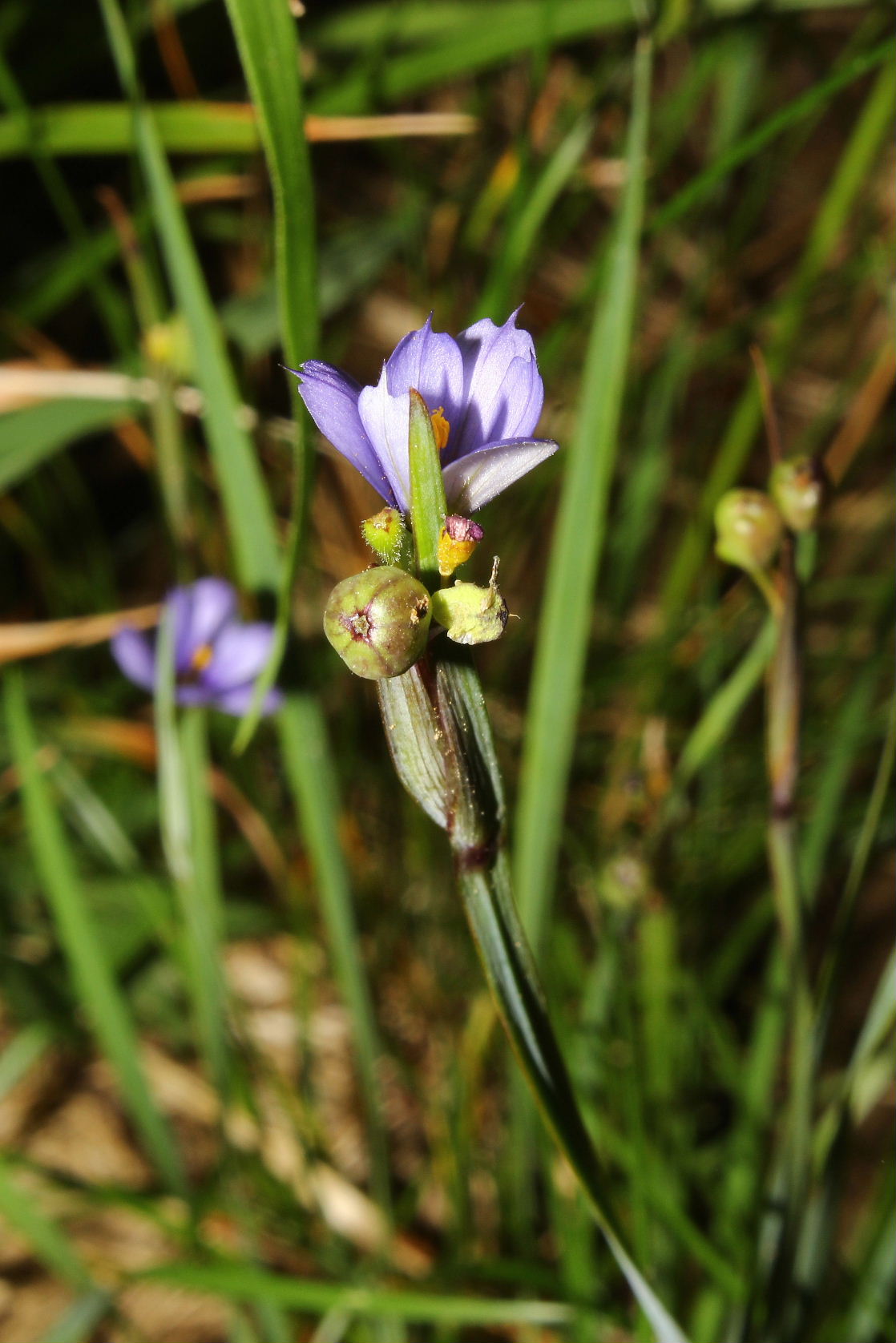 Sisyrinchium montanum / Giglietto blu