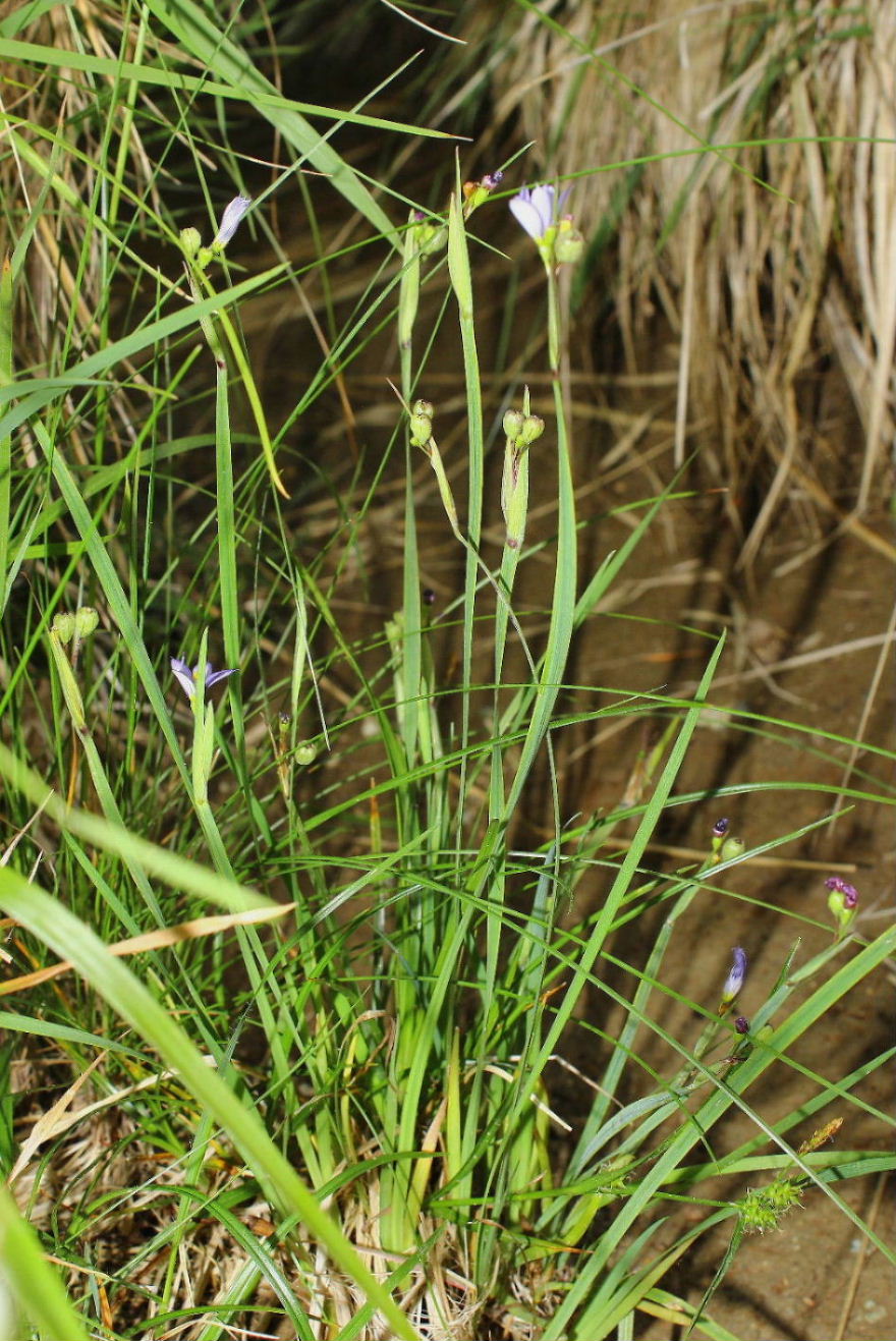 Sisyrinchium montanum / Giglietto blu