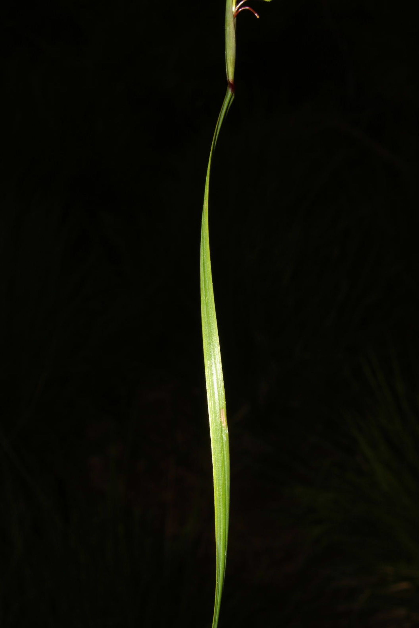 Sisyrinchium montanum / Giglietto blu