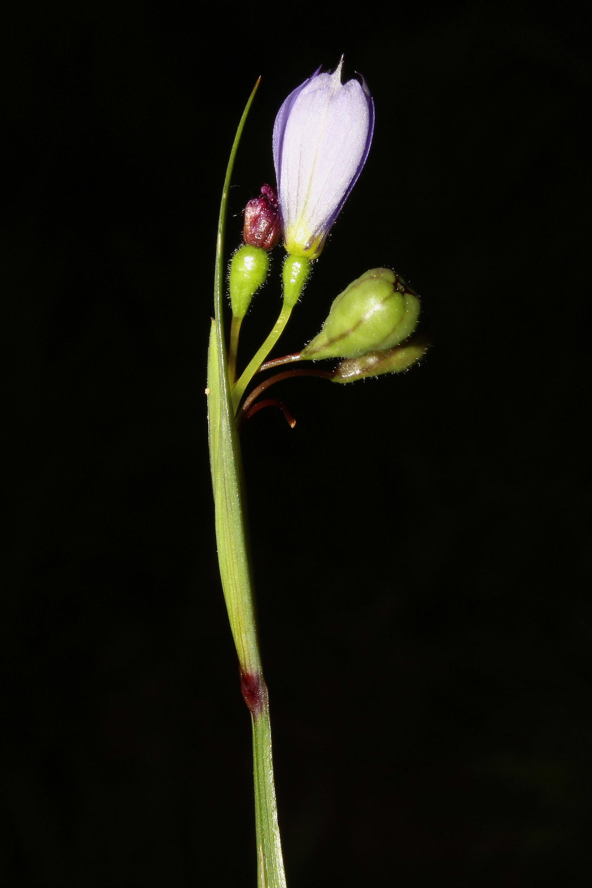 Sisyrinchium montanum / Giglietto blu