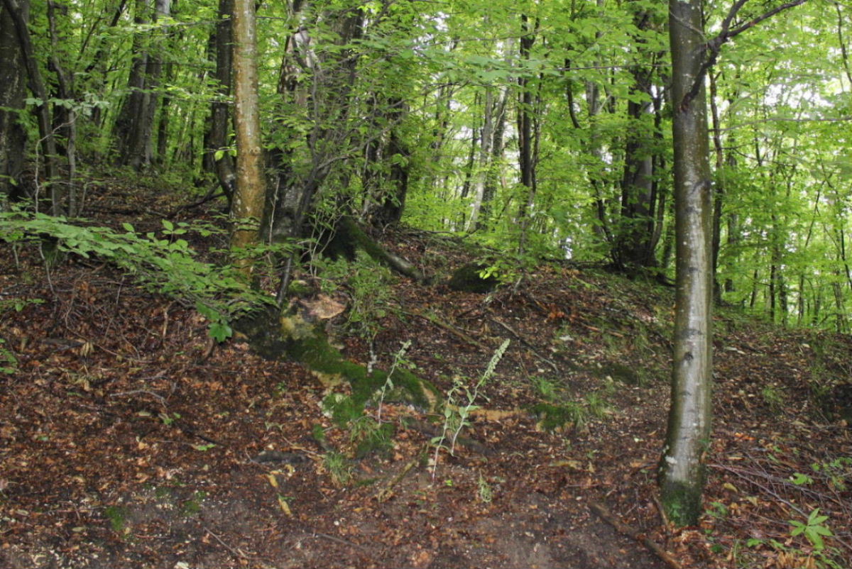 Epipactis thesaurensis in Lessinia