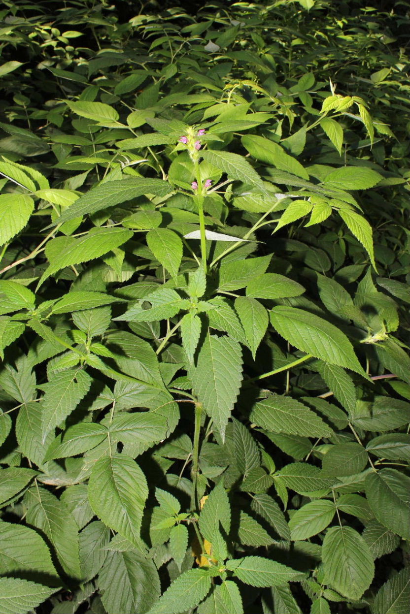 Lamiacea - Galeopsis sp.