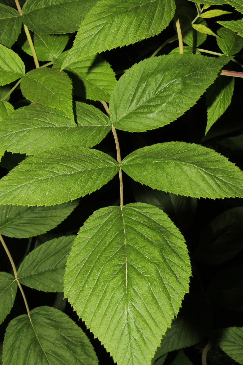 Lamiacea - Galeopsis sp.