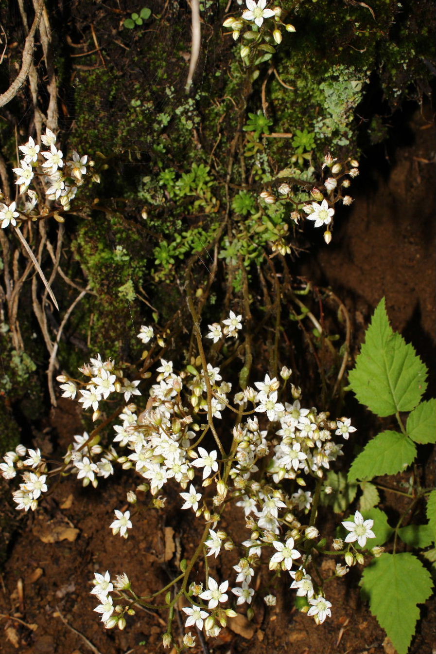 Sedum monregalense / Borracina di Mondov