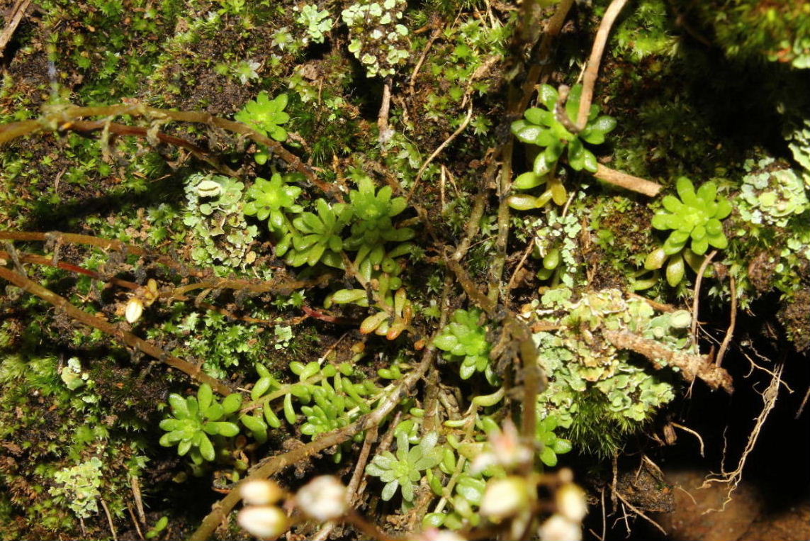 Sedum monregalense / Borracina di Mondov