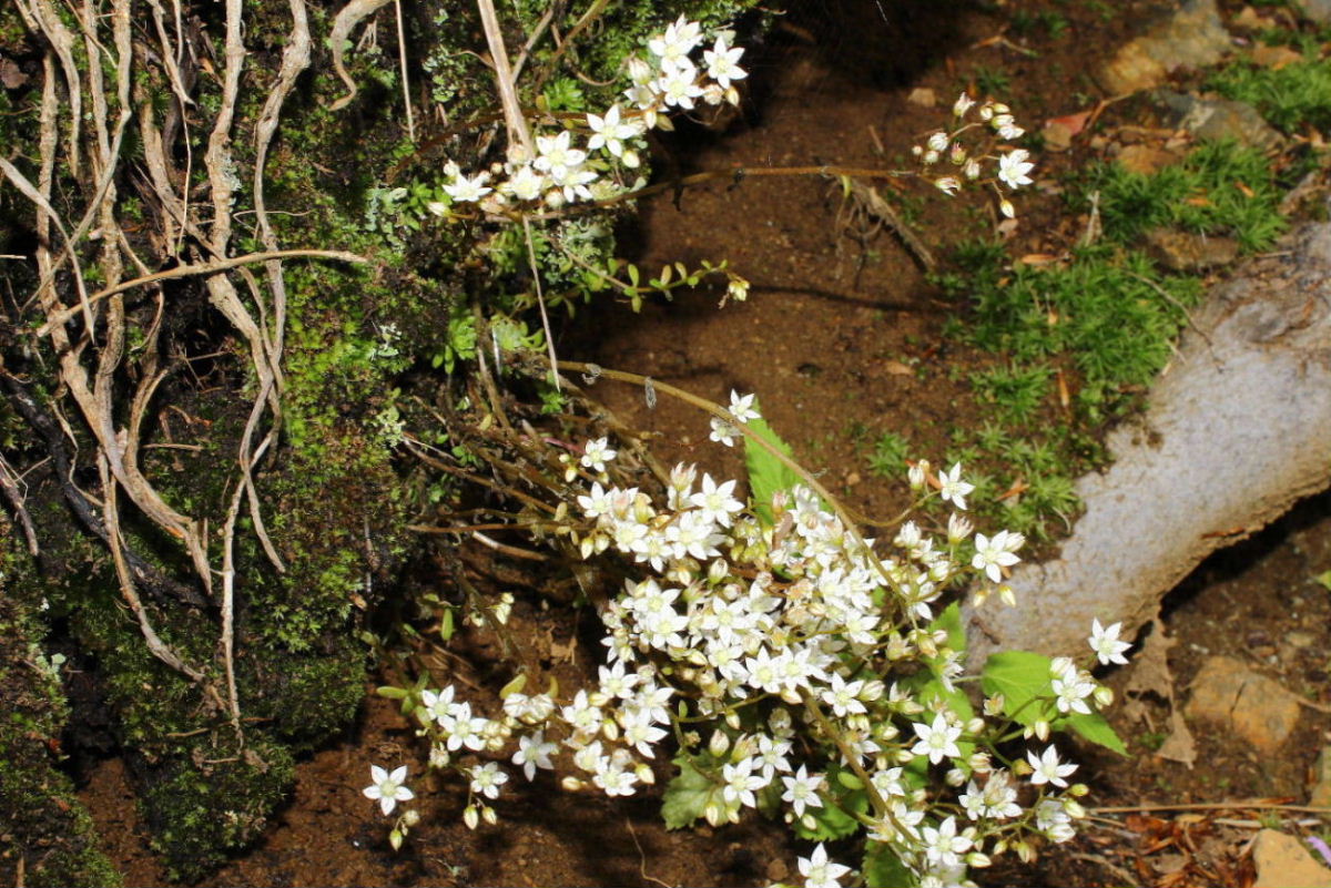 Sedum monregalense / Borracina di Mondov