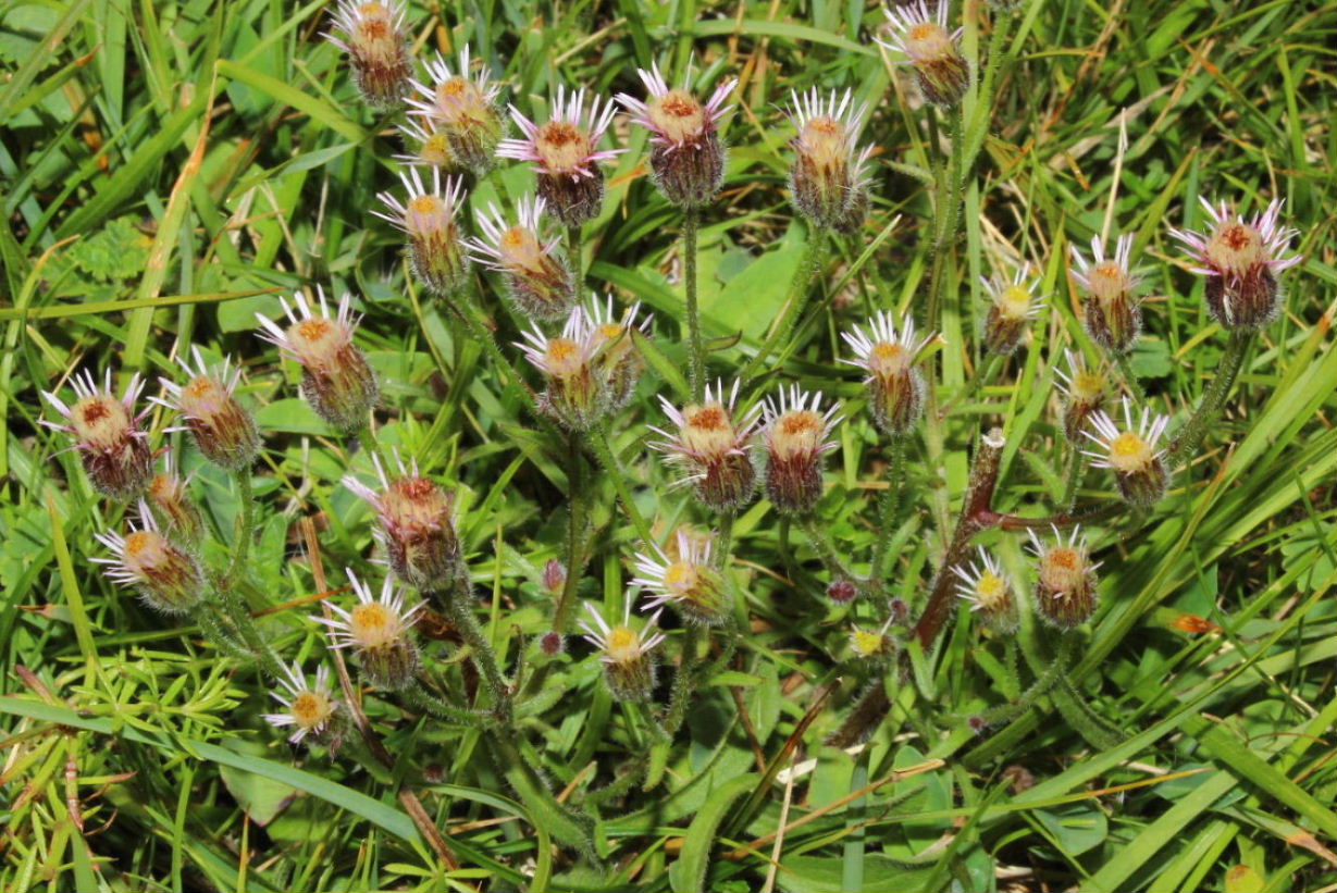 Erigeron acris / Cespica acre