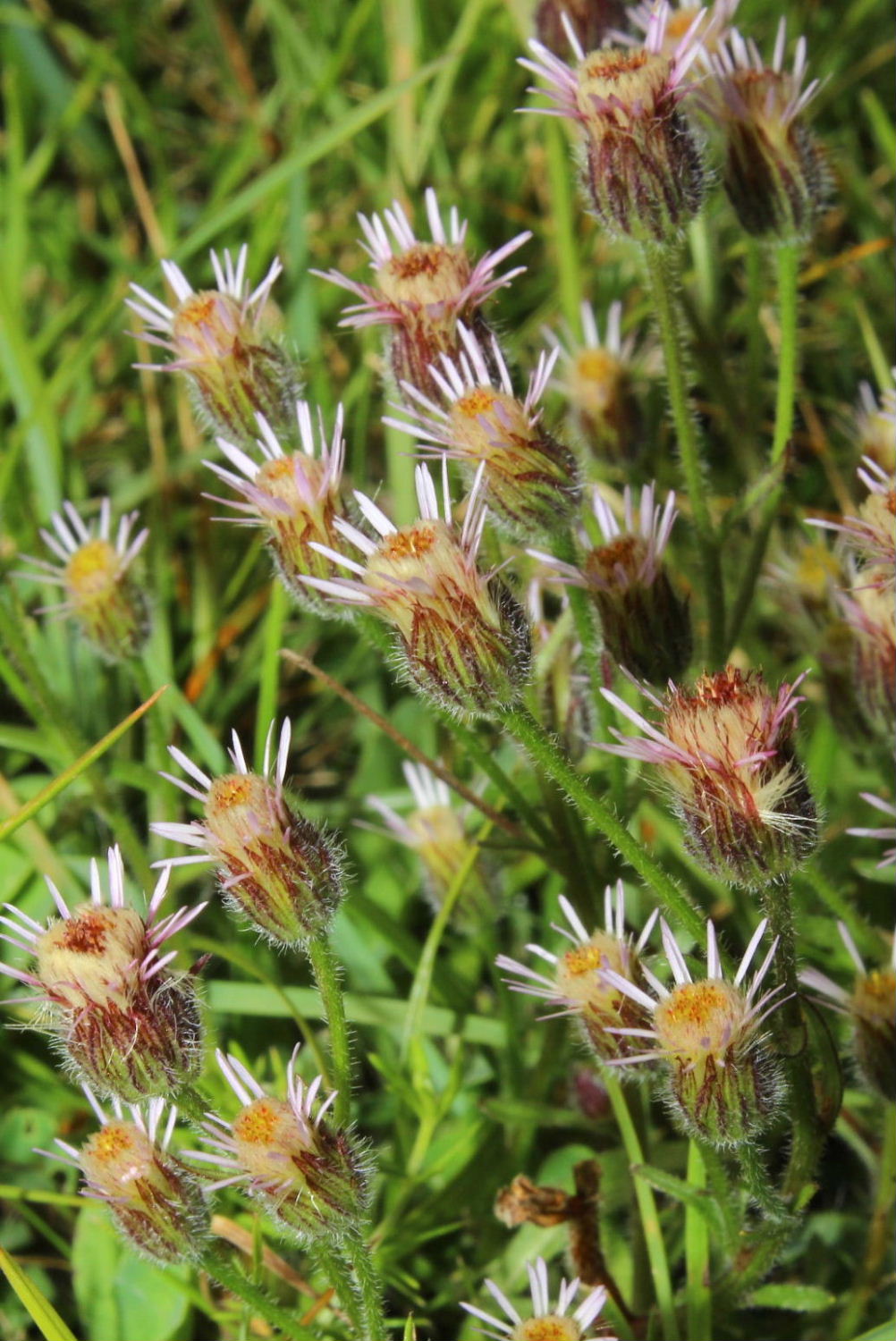 Erigeron acris / Cespica acre