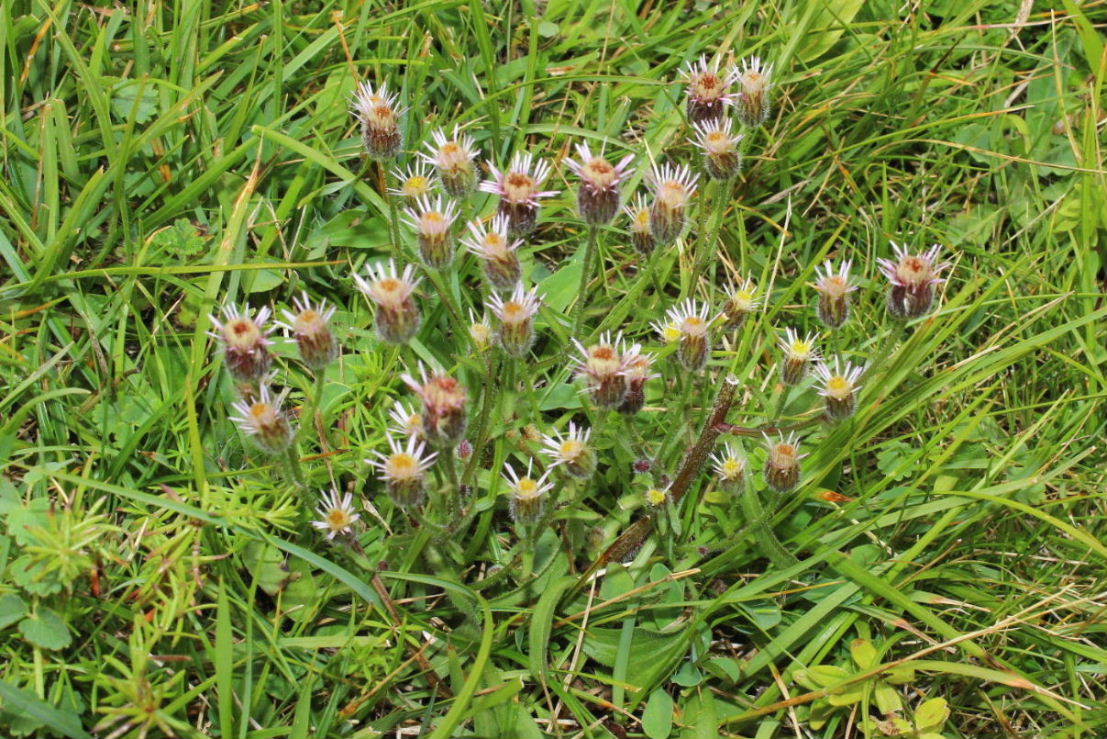 Erigeron acris / Cespica acre
