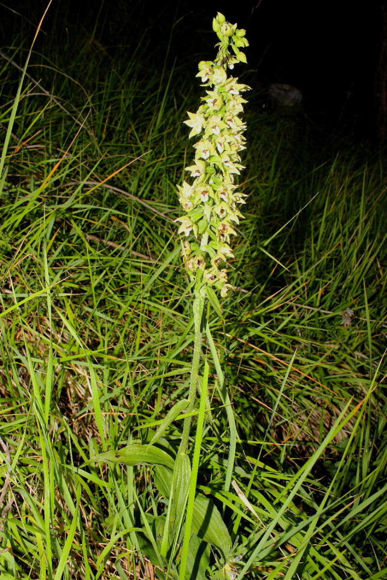 Epipactis da determinare