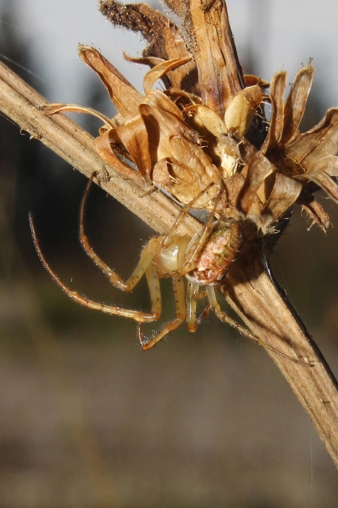 Metellina sp. - Alta Val di Vara (SP)