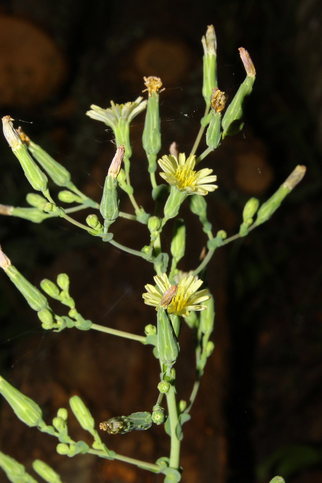 Lactuca virosa / Lattuga selvatica