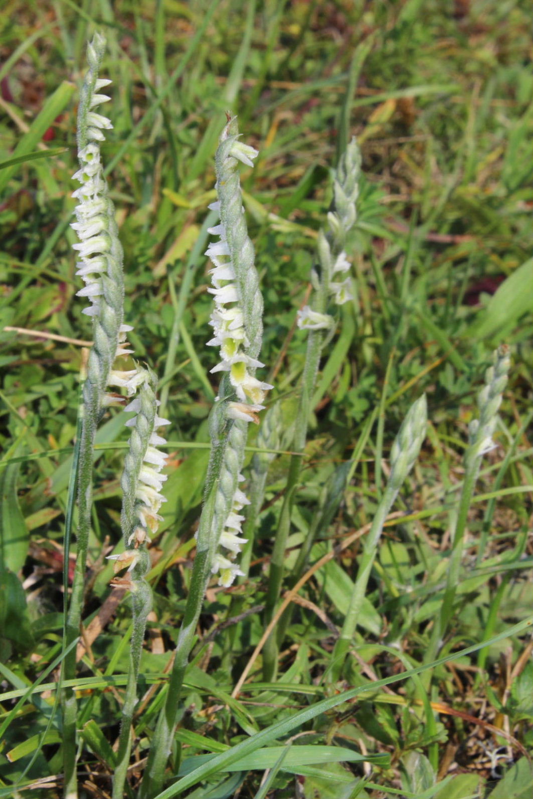 Spiranthes spiralis- Val di Vara (SP)