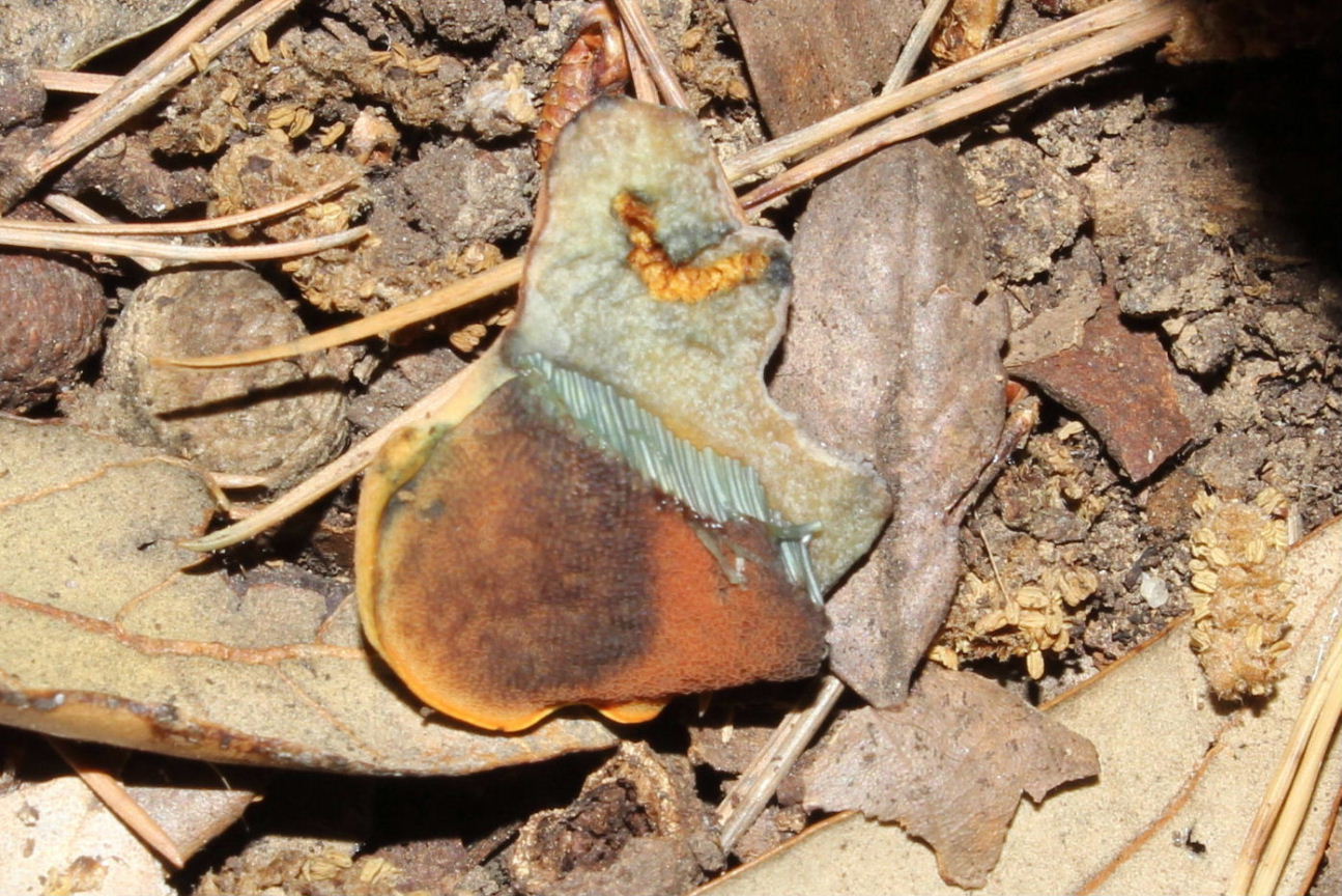 Boletus da determinare -1
