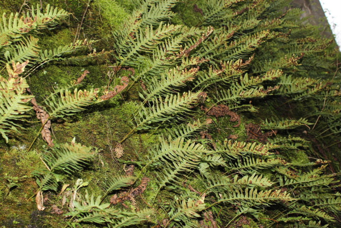 Felce da determinare-13 Polypodium interjectum