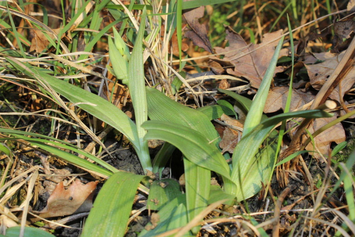 La prima O. massiliensis